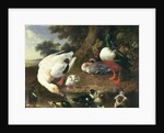 Farmyard ducks by Melchior de Hondecoeter