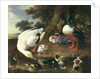 Farmyard ducks by Melchior de Hondecoeter