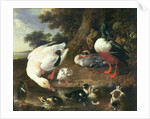 Farmyard ducks by Melchior de Hondecoeter