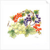 Black and Red Currants with Green Grapes, 1986 by Nell Hill