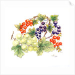 Black and Red Currants with Green Grapes, 1986 by Nell Hill