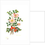 Dog Rose, 1980 by Nell Hill