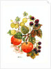 Brambles, Apples and Grapes by Nell Hill