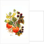 Brambles, Apples and Grapes by Nell Hill