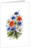Cornflower, Poppy and Ox-eye Daisy by Nell Hill