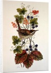 Wren on a spray of berries by Nell Hill
