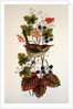 Wren on a spray of berries by Nell Hill