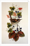 Wren on a spray of berries by Nell Hill