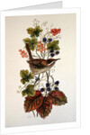 Wren on a spray of berries by Nell Hill