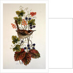 Wren on a spray of berries by Nell Hill