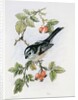 Long-tailed tit and rosehips by Nell Hill