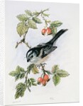 Long-tailed tit and rosehips by Nell Hill
