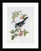 Long-tailed tit and rosehips by Nell Hill