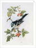 Long-tailed tit and rosehips by Nell Hill