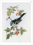 Long-tailed tit and rosehips by Nell Hill