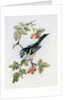 Long-tailed tit and rosehips by Nell Hill