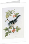 Long-tailed tit and rosehips by Nell Hill