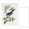Long-tailed tit and rosehips by Nell Hill