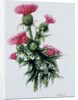 Scottish thistle by Nell Hill