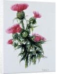 Scottish thistle by Nell Hill