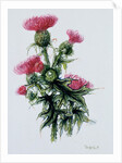 Scottish thistle by Nell Hill