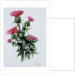 Scottish thistle by Nell Hill