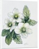Christmas rose by Nell Hill