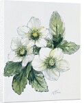 Christmas rose by Nell Hill