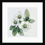 Christmas rose by Nell Hill
