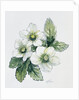 Christmas rose by Nell Hill