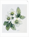Christmas rose by Nell Hill