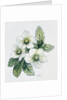 Christmas rose by Nell Hill