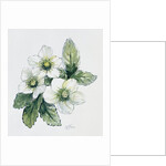 Christmas rose by Nell Hill