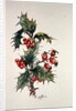 Holly and rosehips by Nell Hill