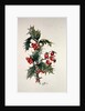 Holly and rosehips by Nell Hill