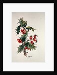 Holly and rosehips by Nell Hill