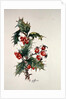 Holly and rosehips by Nell Hill