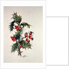 Holly and rosehips by Nell Hill