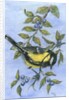 Tit in blackthorn and sloe by Nell Hill