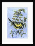 Tit in blackthorn and sloe by Nell Hill