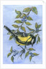 Tit in blackthorn and sloe by Nell Hill