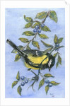 Tit in blackthorn and sloe by Nell Hill