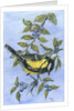 Tit in blackthorn and sloe by Nell Hill