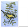 Tit in blackthorn and sloe by Nell Hill
