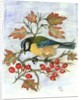 Blue Tit on Hawthorn by Nell Hill