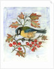 Blue Tit on Hawthorn by Nell Hill