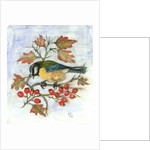 Blue Tit on Hawthorn by Nell Hill