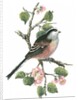 Long tailed tit and cherry blossom by Nell Hill