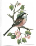 Long tailed tit and cherry blossom by Nell Hill
