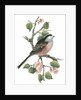 Long tailed tit and cherry blossom by Nell Hill